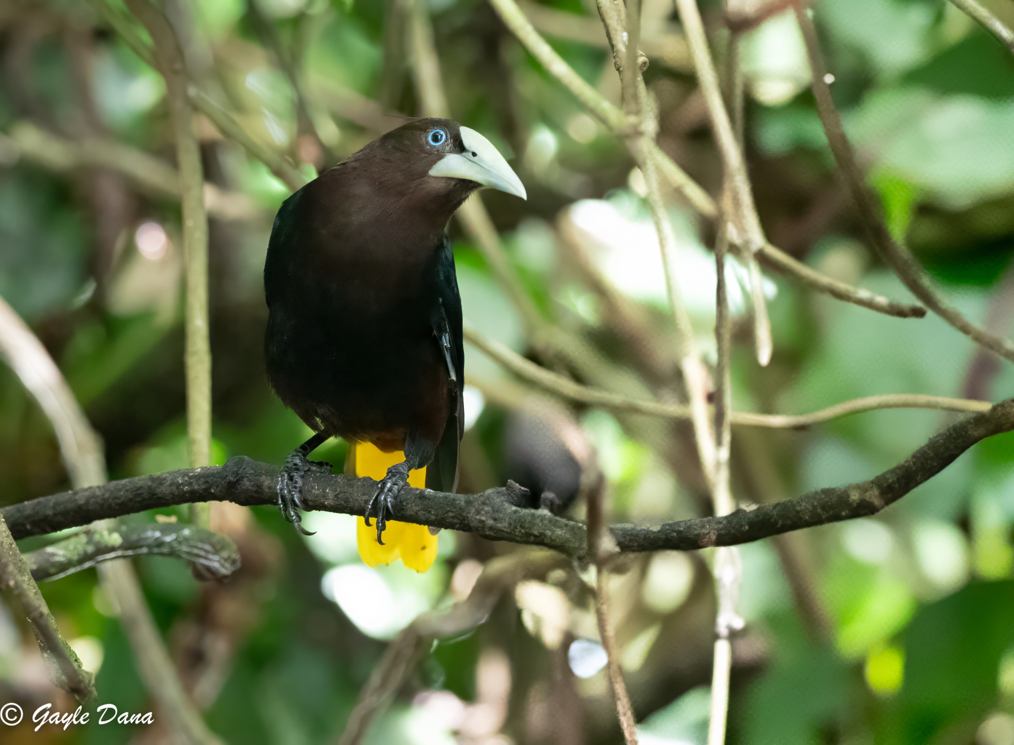 Chestnut headed Oropendola